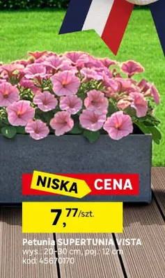 Petunia supertunia vista Leroy Merlin promocja w Leroy Merlin