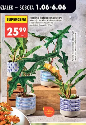 Roślina kolekcjonerska Filodendron Ring of Fire średnica doniczki 12cm promocja w Biedronka