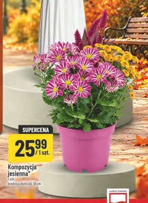 Kompozycja jesienna promocja w POLOmarket