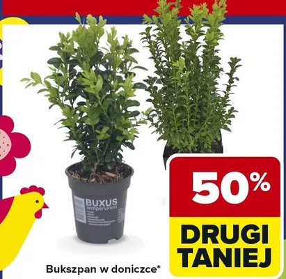 Bukszpan w doniczce promocja w Carrefour