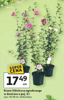 Krzew hibiskusa ogrodowego w doniczce o poj. 3l promocja w Auchan