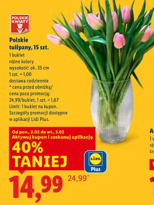 Polskie tulipany 15 sztuk promocja w Lidl