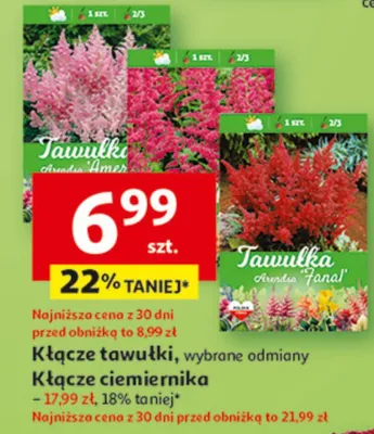 Kłącze tauwilki promocja w Auchan