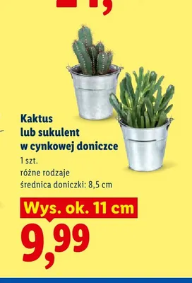 Kaktus w cynkowej doniczce promocja w Lidl