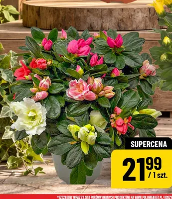 Azalia trzykolorowa promocja w POLOmarket
