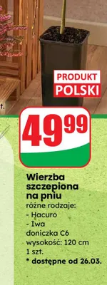 Wierzba szczepiona na pniu różne rodzaje: Hacuro, Iwa doniczka C6 wysokość: 120 cm promocja w Dino