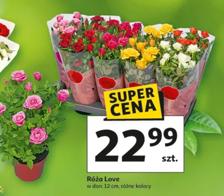 Róża Love promocja w Auchan