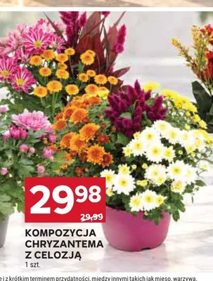 Kompozycja chryzantema z celozją promocja w Stokrotka