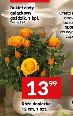 Róża doniczka promocja w Twój Market