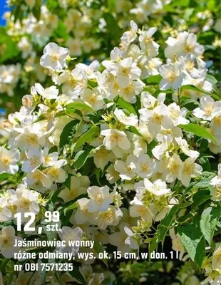 Jaśminowiec wonny różne odmiany promocja w OBI