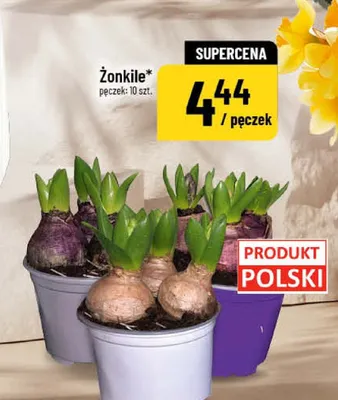 Żonkile pęczek: 10 szt. promocja w POLOmarket