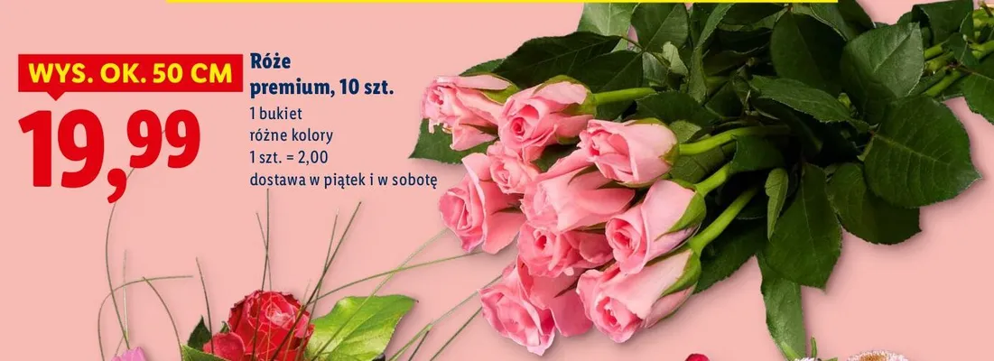 Róże premium 10 szt. różne kolory promocja w Lidl