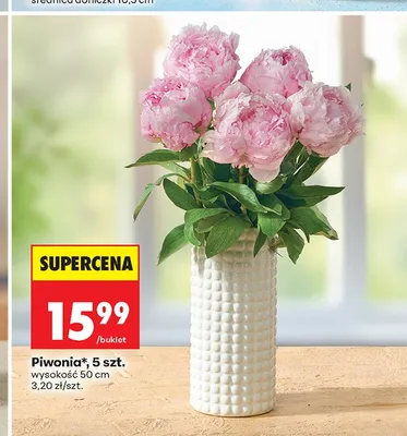 Piwonia wysokość 50 cm promocja w Biedronka