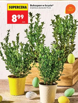 Bukszpan w kryzie promocja w Biedronka
