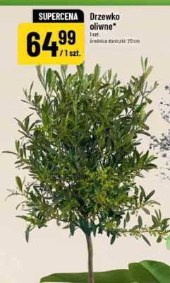 Drzewko oliwne średnica doniczki 20cm promocja w POLOmarket