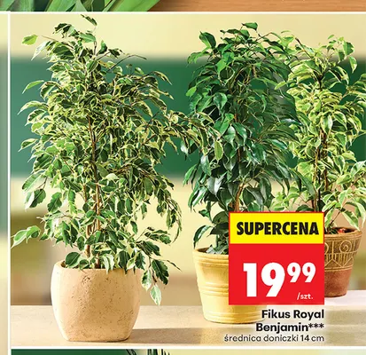 Fikus Royal Benjamin promocja w Biedronka