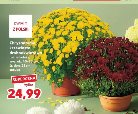 Chryzantema krzewiasta drobnokwiatowa promocja w Kaufland