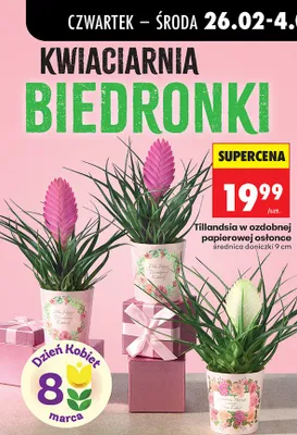 Tillandsia w ozdobnej papierowej osłonce średnica doniczki 9 cm promocja w Biedronka