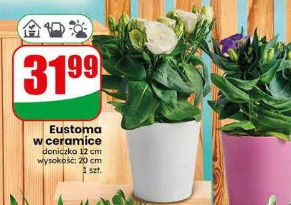 Eustoma w ceramice doniczka 12cm wysokość 20cm promocja w Dino