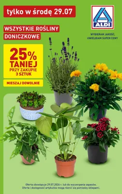 Roślina doniczkowa Lawenda promocja w Aldi