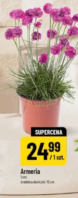 Armeria promocja w POLOmarket