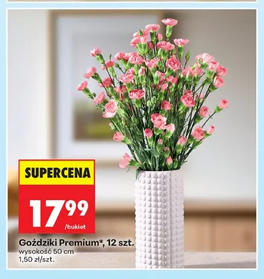 Goździki Premium promocja w Biedronka