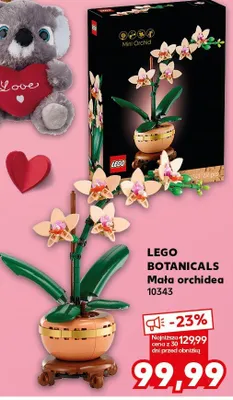 Mała orchidea promocja w Kaufland