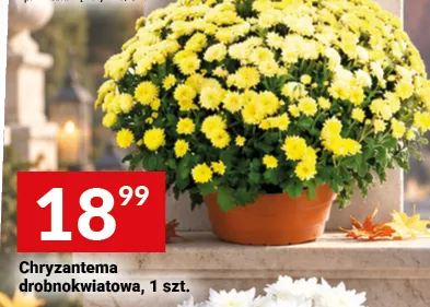 Chryzantema drobnokwiatowa promocja w Twój Market