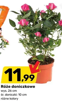 Róże doniczkowe promocja w Bricomarche