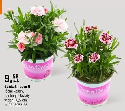 Goździk I Love U różne kolory, pachnące kwiaty promocja w OBI