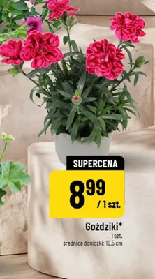 Goździki promocja w POLOmarket
