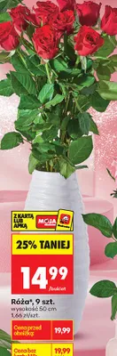 Róża 9 szt. promocja w Biedronka