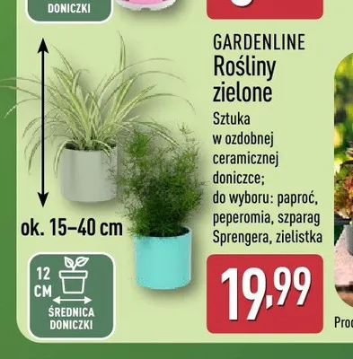 Roślina zielona Gardenline paproć promocja w Aldi