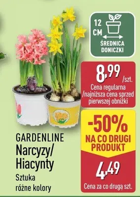 Narcyzy promocja w Aldi