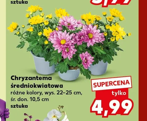 Chryzantema średniokwiatowa różne kolory wys. 22-25 cm śr. don. 10,5 promocja w Kaufland