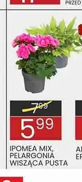 Kwiat Ipomea mix promocja w Wafelek