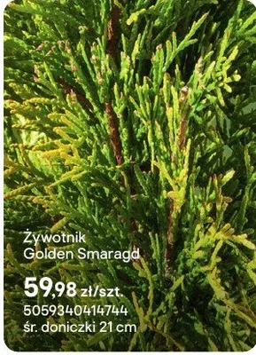 Żywotnik Golden Smaragd promocja w Castorama