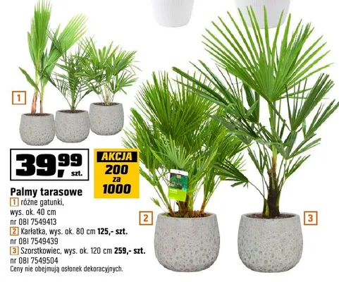 Palmy tarasowe różne gatunki promocja w OBI