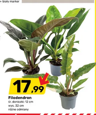 Filodendron promocja w Bricomarche