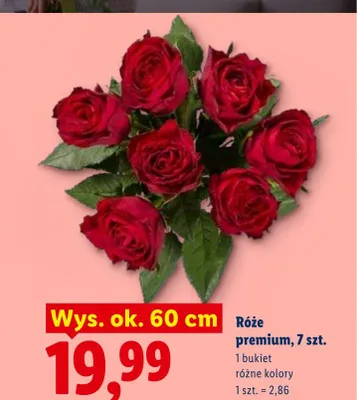 Róże premium wys. ok. 60cm promocja w Lidl