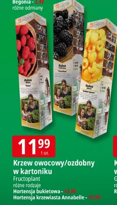 Krzew owocowy/ozdobny w kartoniku Hortensja buletowa/Hortensja krzewiasta Annabelle promocja w Leclerc