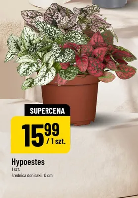 Hypoestes promocja w POLOmarket