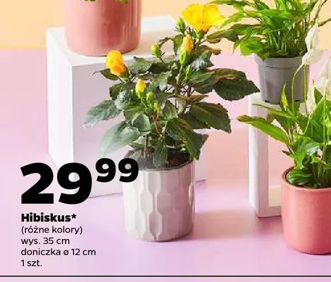 Hibiskus różne kolory promocja w Netto