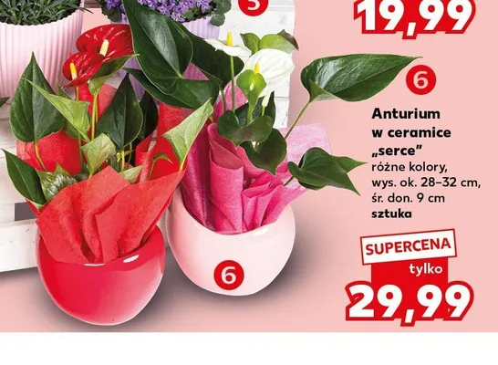 Anturium w ceramice serce wys. 28-32cm śr. don. 9cm promocja w Kaufland