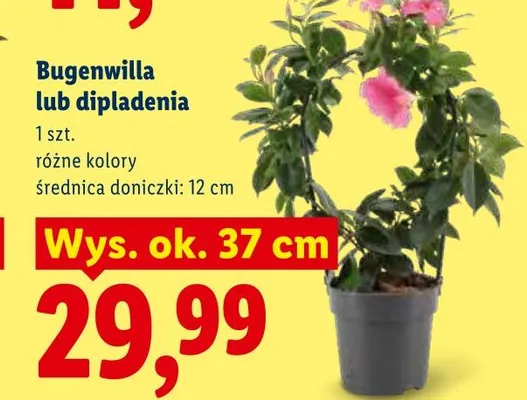 Bugenwilla promocja w Lidl