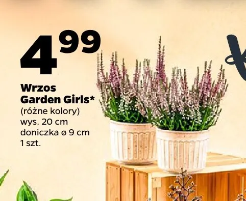 Wrzos Garden Girls wys. 20 cm promocja w Netto