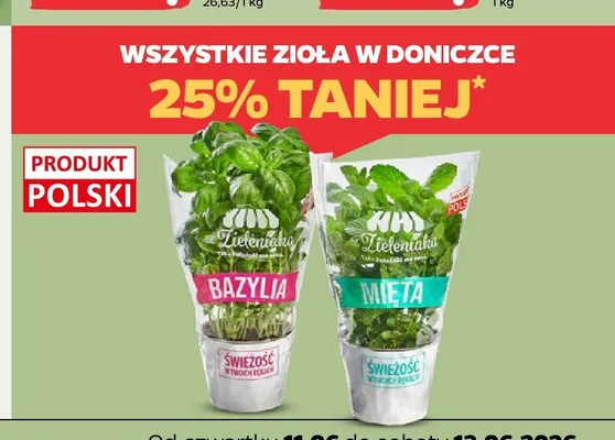 Mięta w doniczce z Zieleniaka promocja w Netto