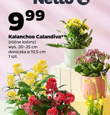 Kalanchoe Calandiva promocja w Netto