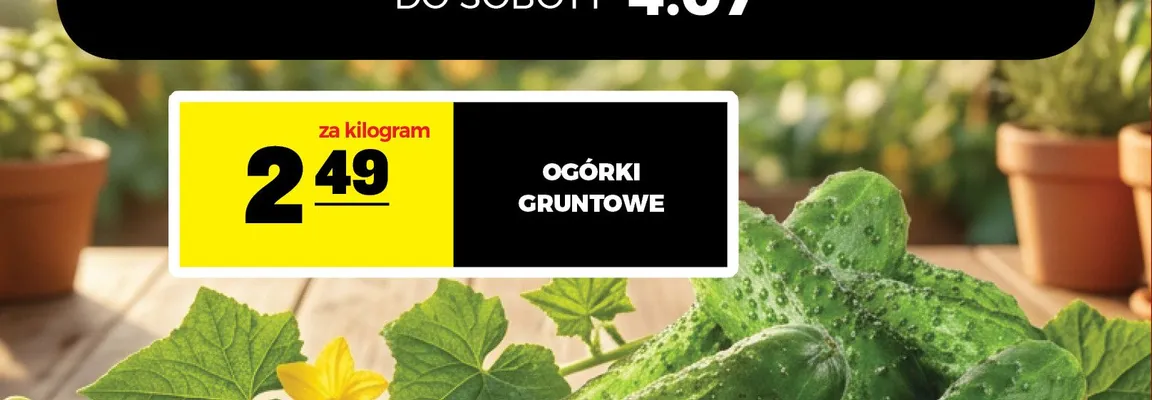 Ogórki gruntowe promocja w Gram Market