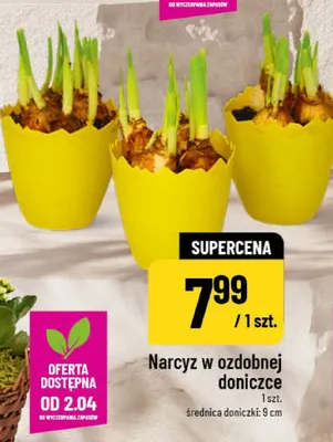 Narcyz w ozdobnej doniczce promocja w POLOmarket